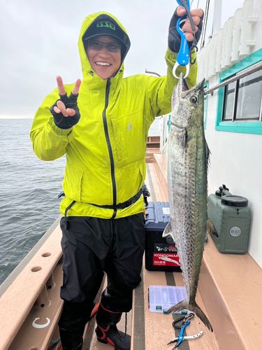 サワラの釣果