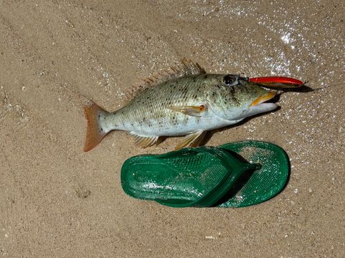 ホオアカクチビの釣果
