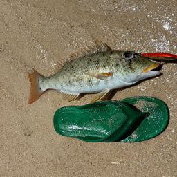 ホオアカクチビ