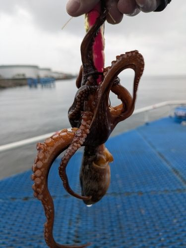 タコの釣果