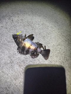 メバルの釣果