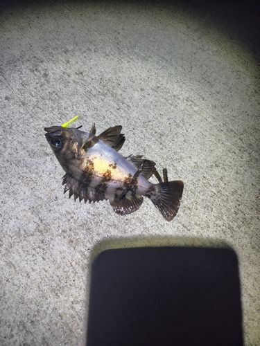 メバルの釣果