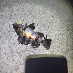 メバル