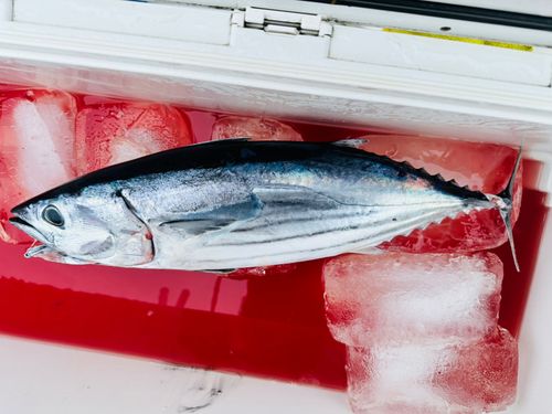 カツオの釣果