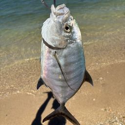 ナンヨウカイワリ