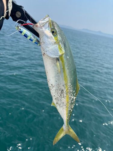 イナダの釣果