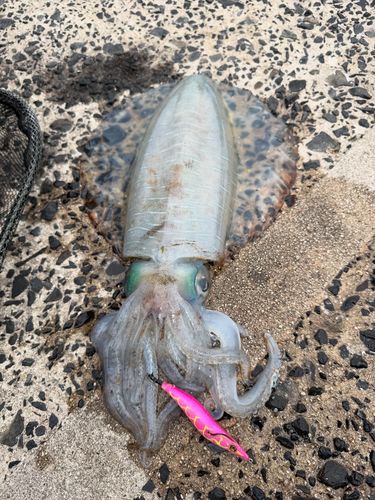 アオリイカの釣果
