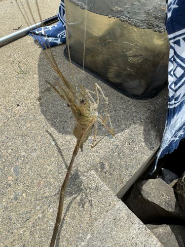 テナガエビの釣果