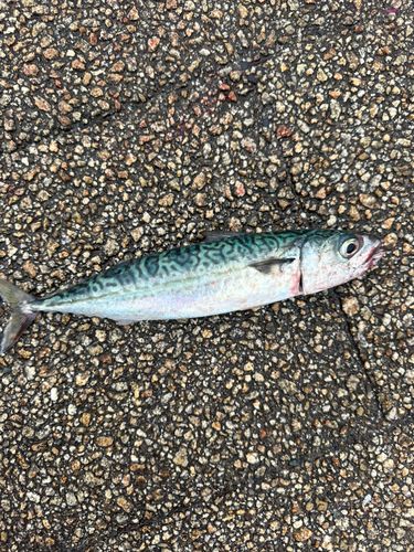サバの釣果
