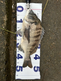 チヌの釣果