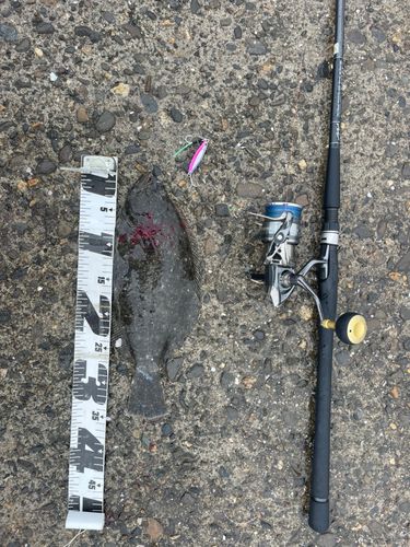 ヒラメの釣果