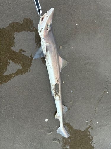 サメの釣果