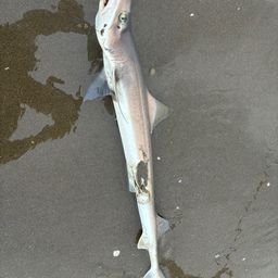 サメ
