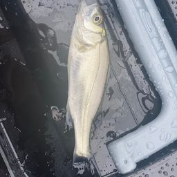 セイゴ（ヒラスズキ）