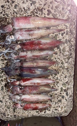ケンサキイカの釣果