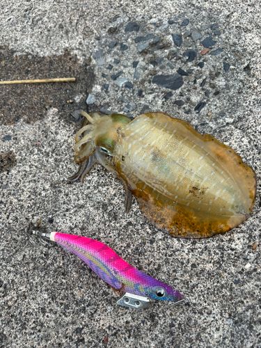 アオリイカの釣果