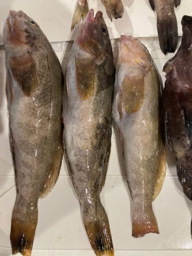 アイナメの釣果