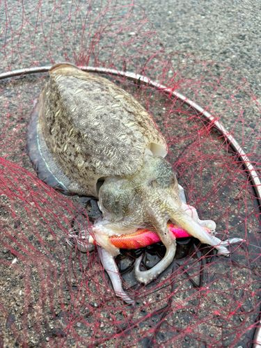コウイカの釣果