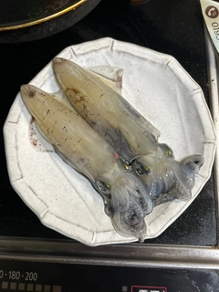 ヒイカの釣果
