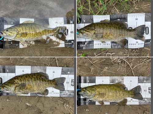 スモールマウスバスの釣果