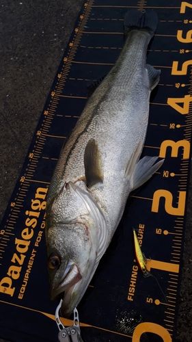 シーバスの釣果