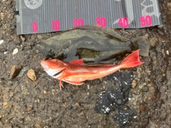 ヒラメの釣果