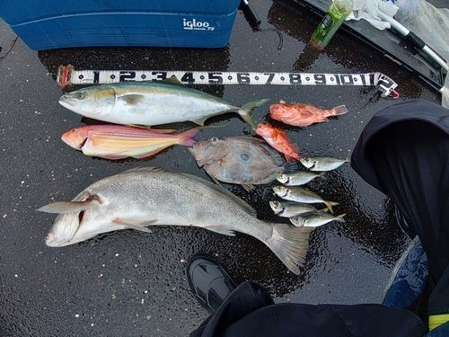 オオニベの釣果