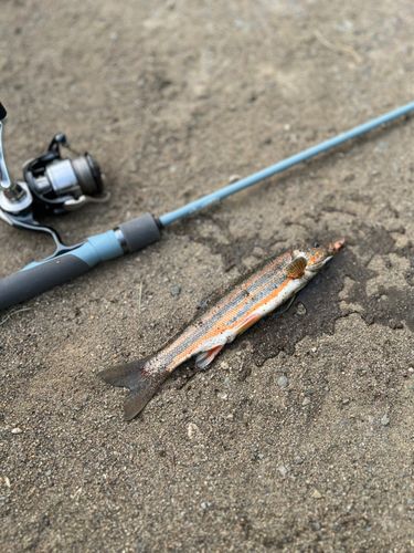 エゾウグイの釣果