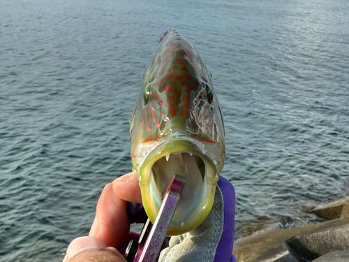 ホホスジモチノウオの釣果