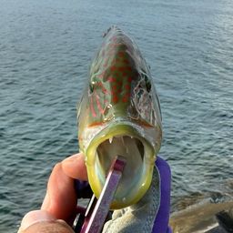 ホホスジモチノウオ