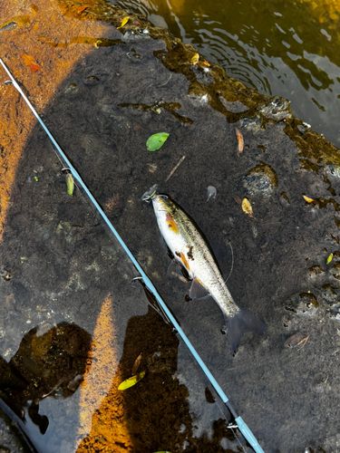 エゾウグイの釣果