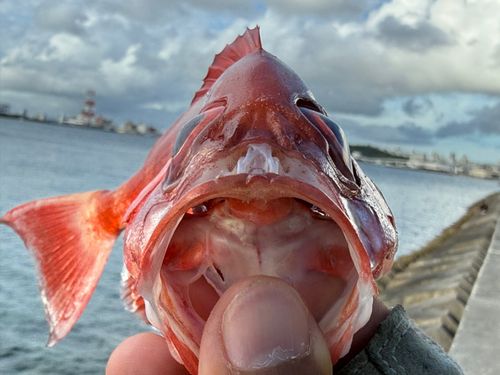 ホウセキキントキの釣果