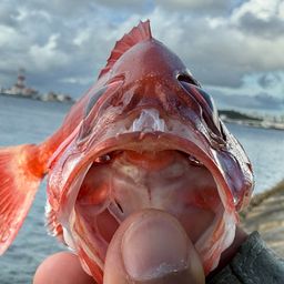 ホウセキキントキ