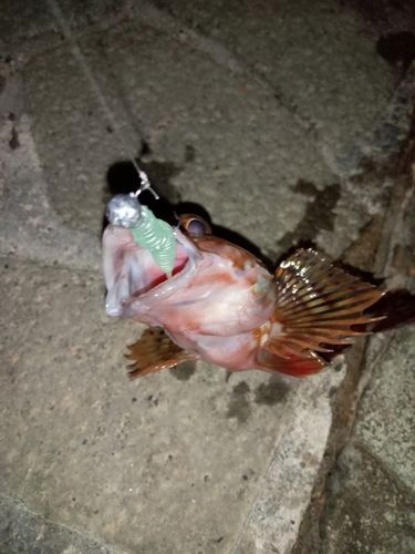 カサゴの釣果
