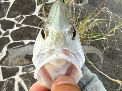 ロウニンアジの釣果
