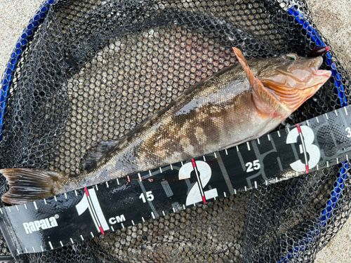 アイナメの釣果