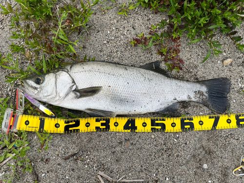 ヒラスズキの釣果