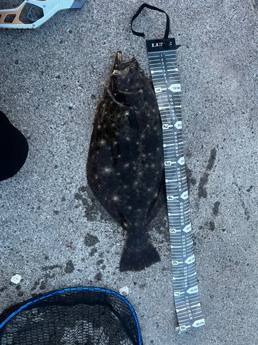 ヒラメの釣果