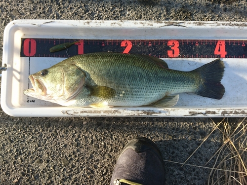 ラージマウスバスの釣果