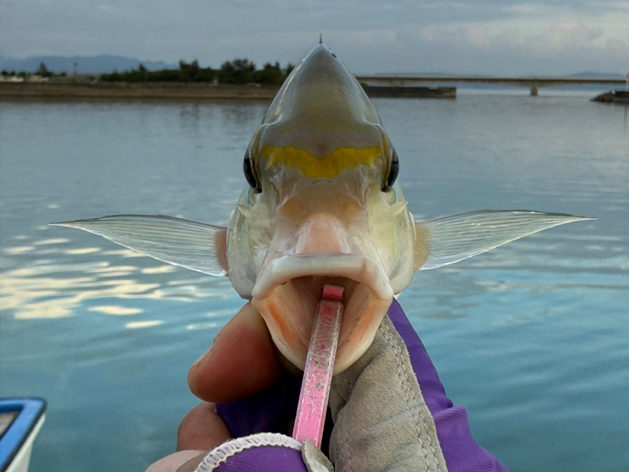 ヒトスジタマガシラ