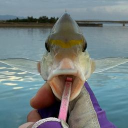 ヒトスジタマガシラ