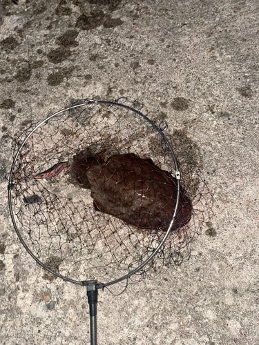 コウイカの釣果