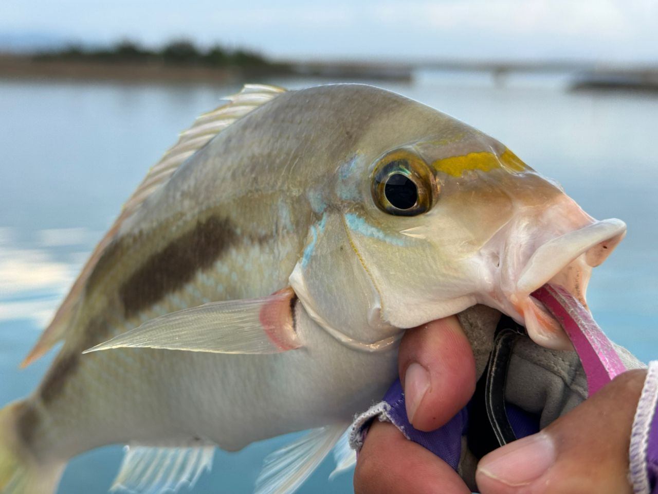 ヒトスジタマガシラ