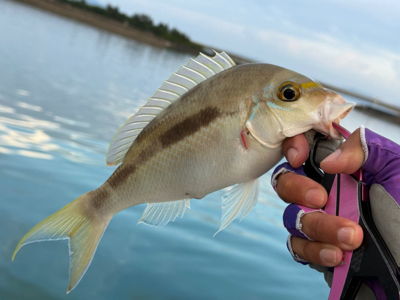 ヒトスジタマガシラ