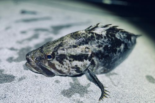 ベッコウゾイの釣果