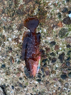 キジハタの釣果