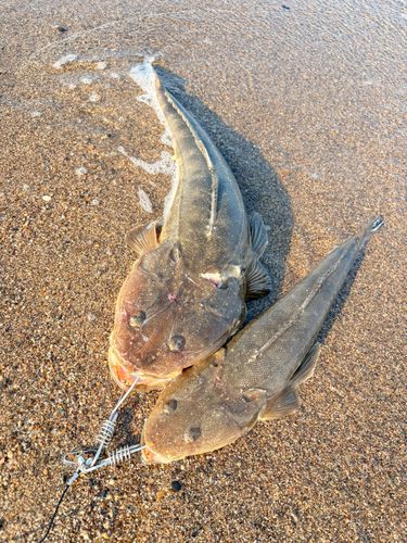 マゴチの釣果