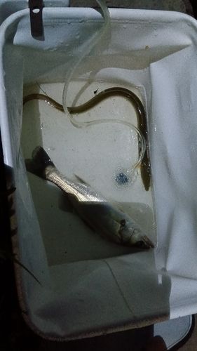 ウナギの釣果