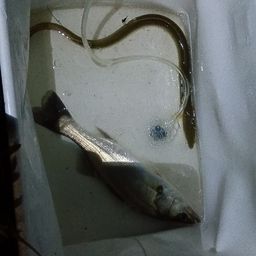 ウナギ