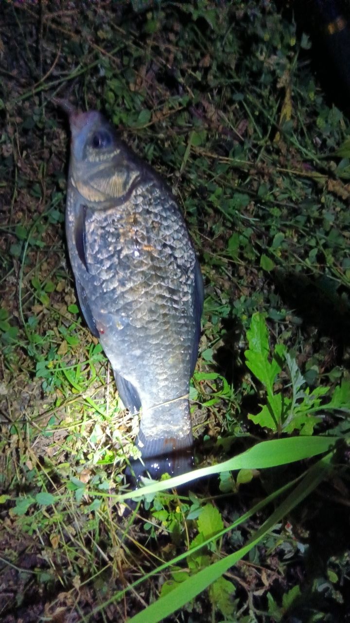 ウナギ